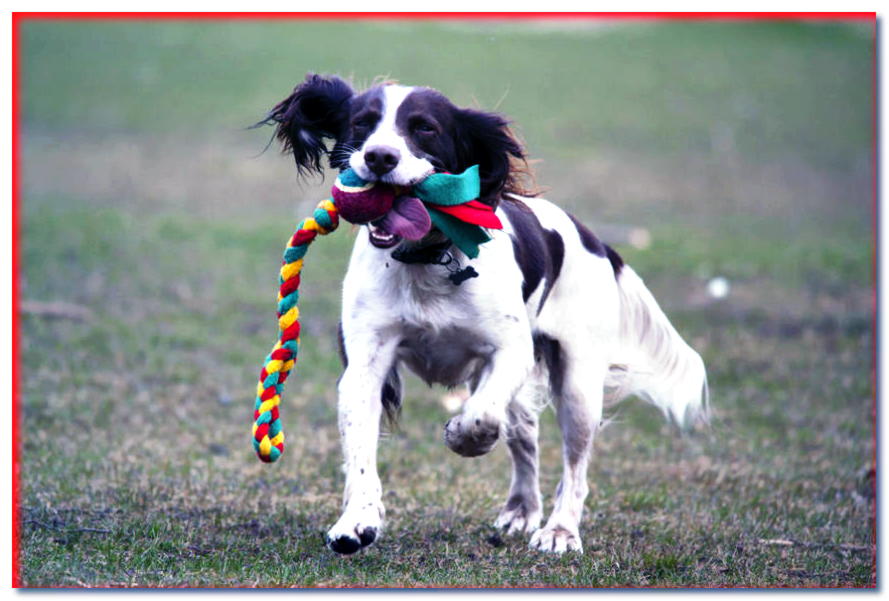 Pelota con cuerda - juguete para perro
