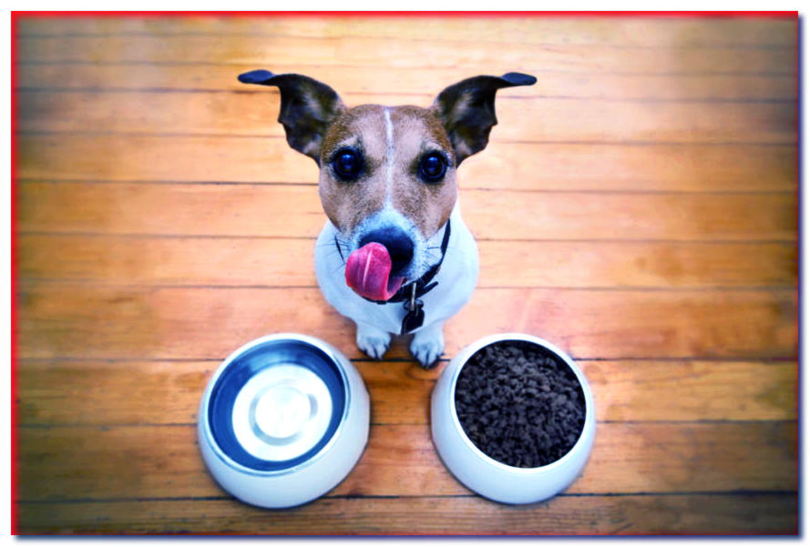 La mejor comida seca para perros. ¿Cómo elegirlo? ¡Tenemos 6 consejos!