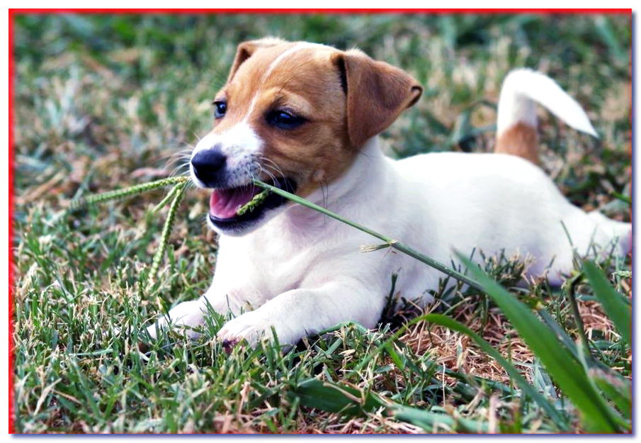 ¿El perro come hierba? Descubra por qué los perros comen hierba