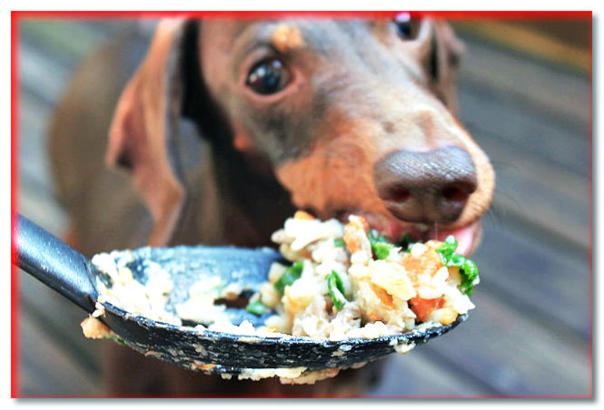 ¿Estás buscando una alternativa a la comida para mascotas? Aprenda a alimentar adecuadamente a su perro