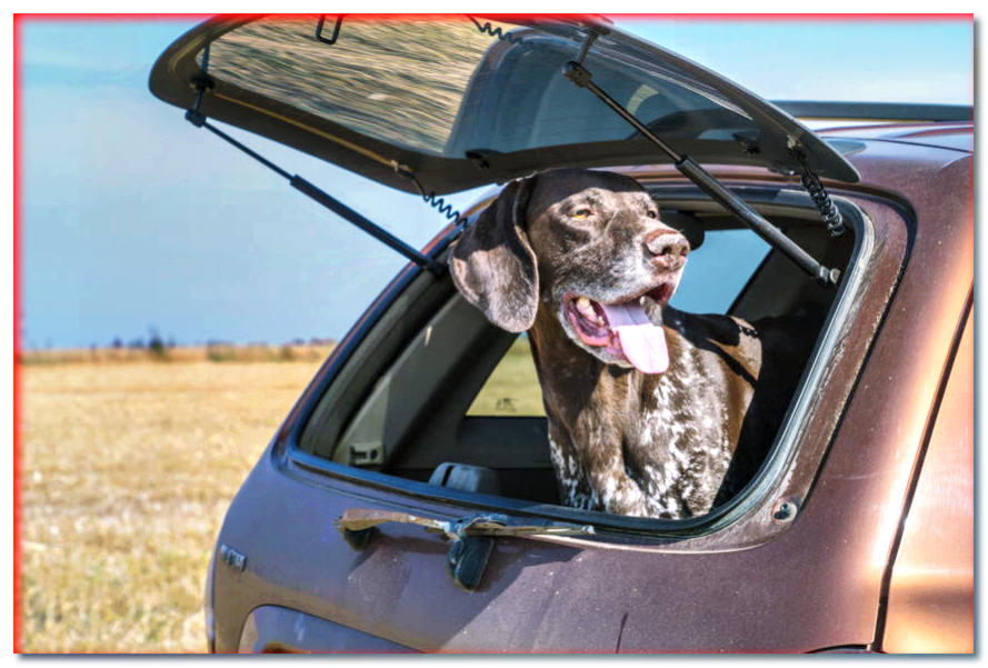 Perro seguro en el coche. ¿Cómo transportar perros pequeños, medianos y grandes?
