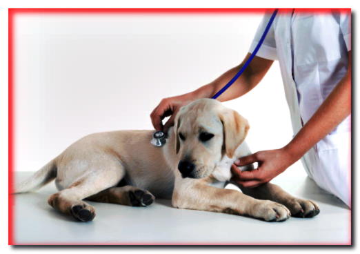 Ataque cardíaco en un perro: síntomas y reglas de procedimiento