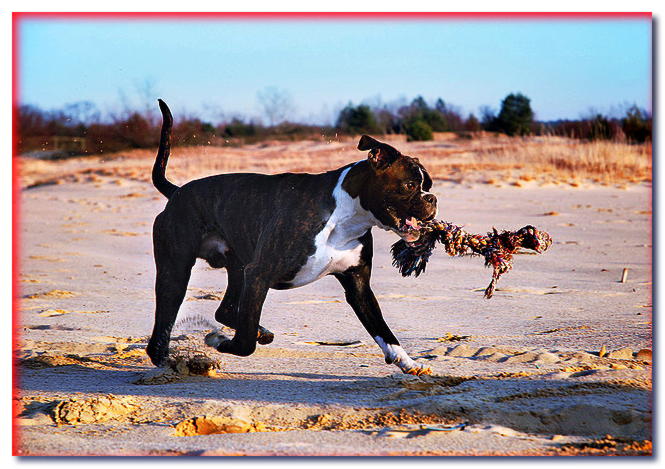 Elijamos tu perro: Boxer y Pinscher mediano.