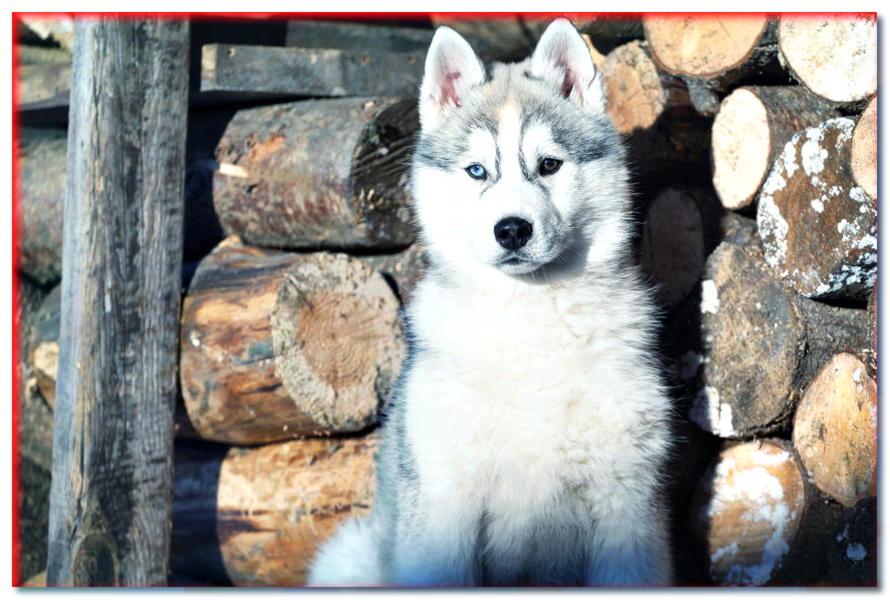 Antes de comprar un husky siberiano