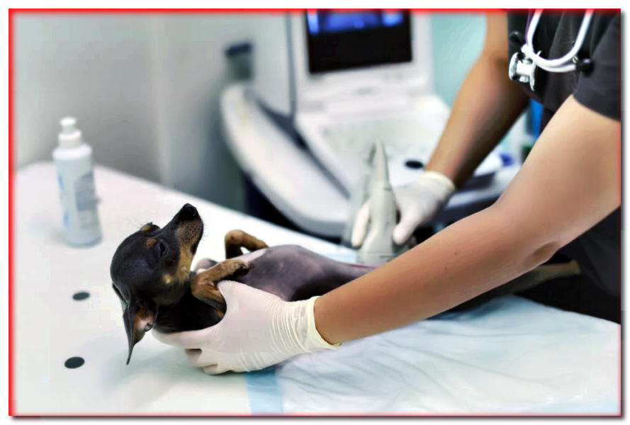 Ultrasonido de perros: diagnóstico sin dolor y bozal.