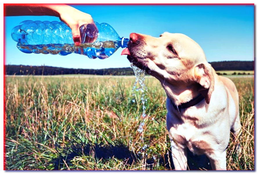 Bebidas para perros: ¿y si no es agua?