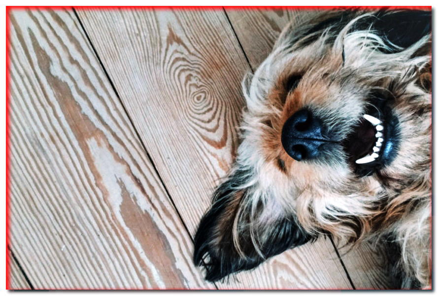 Muerde con un bocado. ¿Cómo cuidar los dientes de tu perro?