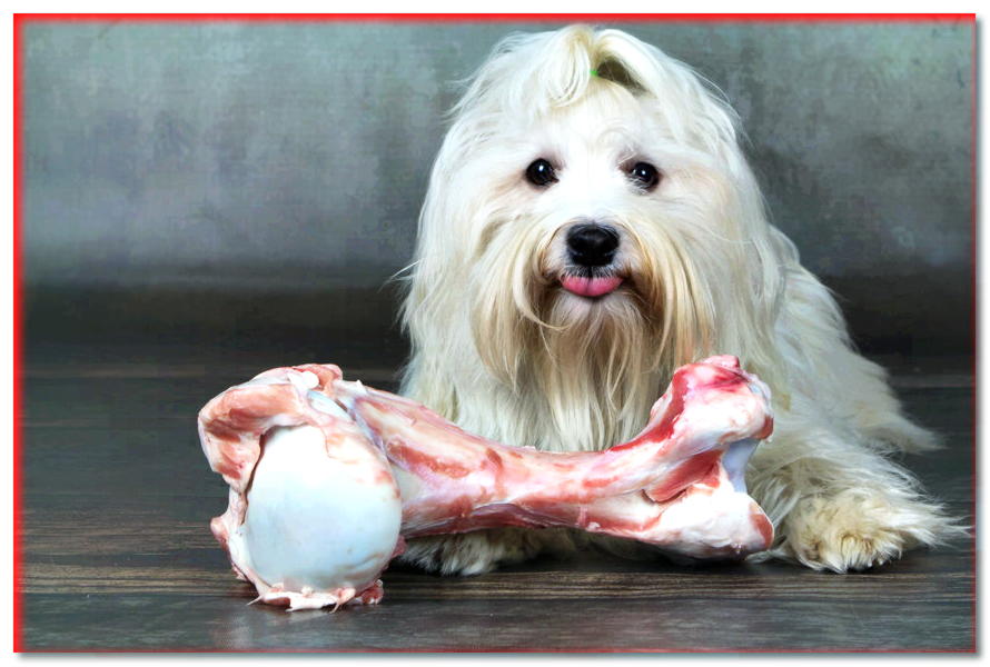 ¿Puede un perro comer huesos?