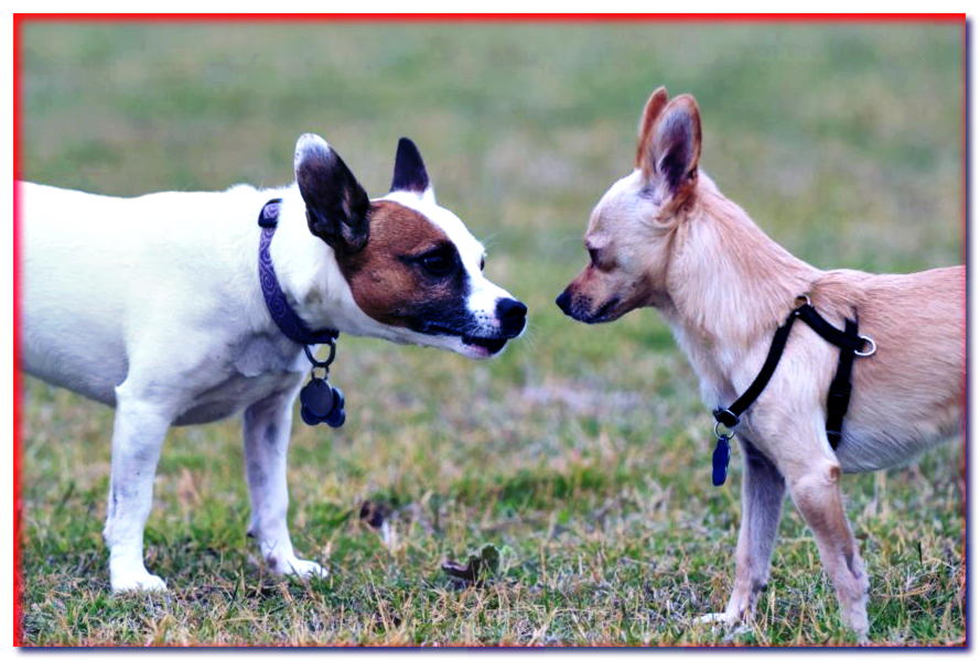 Lecciones de comunicación o charlas con perros