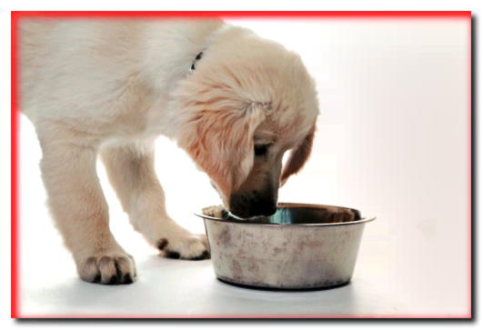 Cómo alimentar adecuadamente a tu perro