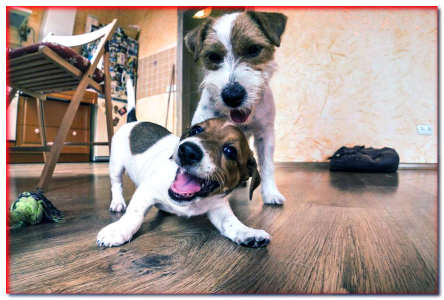 ¿Cómo cuidar los suelos de la casa donde vive el perro? - dogscap.com