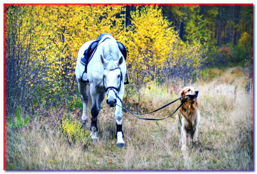 ¿Es posible la amistad entre un perro y un caballo?