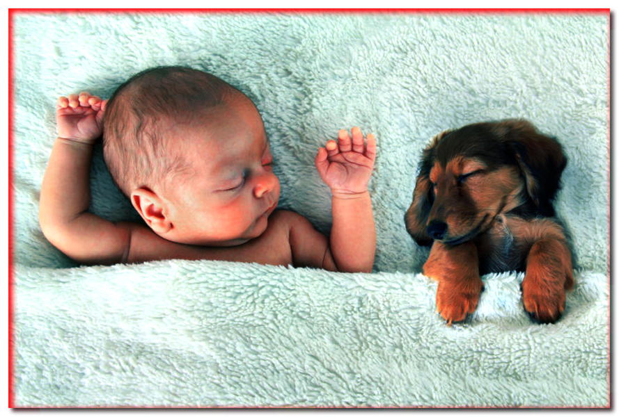 3 pasos para la amistad entre recién nacidos y perros