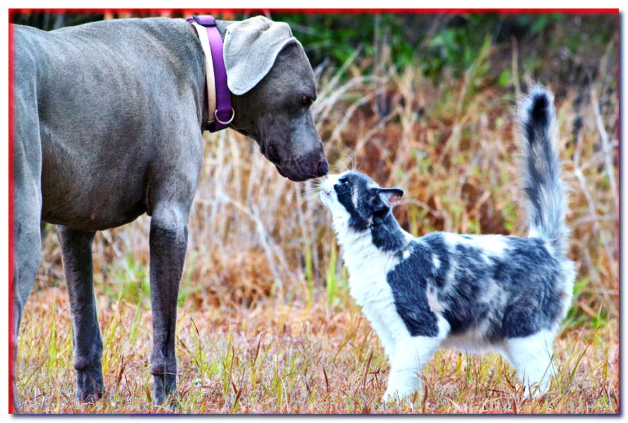 El perro en la casa del gato. ¡Conoce 5 razas de perros para casa con un gato! - dogscap.com