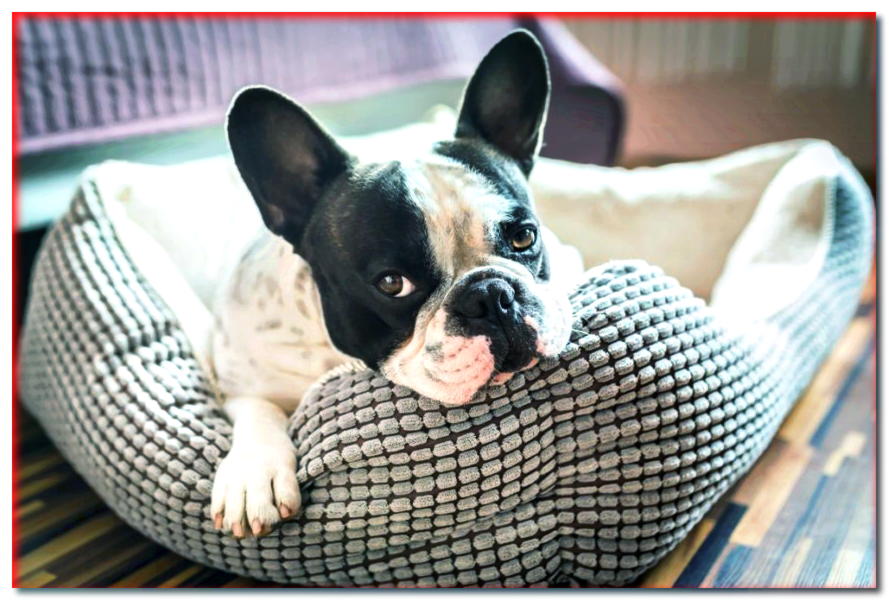 ¿Cómo elegir la cama perfecta para perros? ¡Conoce las prácticas camas para perros!
