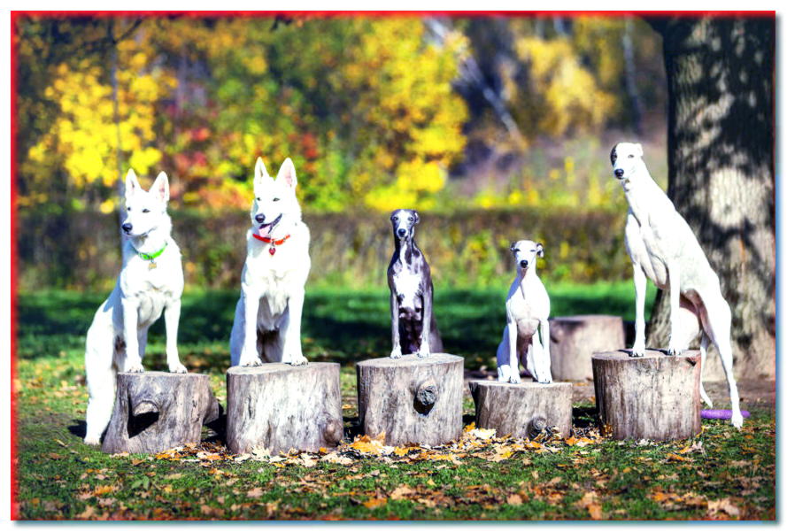 Chic, clase y estilo. ¡Aquí hay 5 razas de perros aristocráticos!
