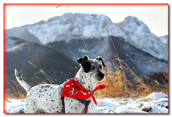 Excursiones a pie - parte 5 con un perro en Zakopane