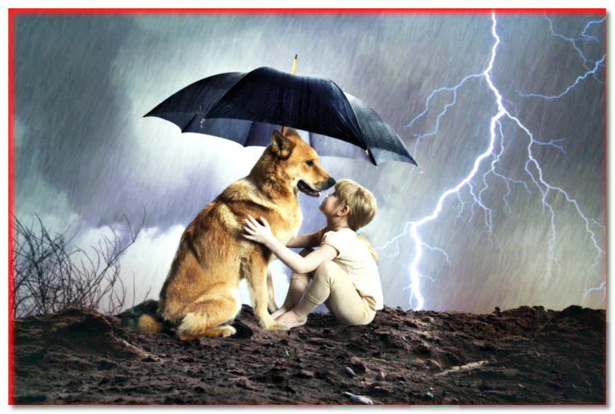 5 consejos para los dueños de perros que le temen a la tormenta