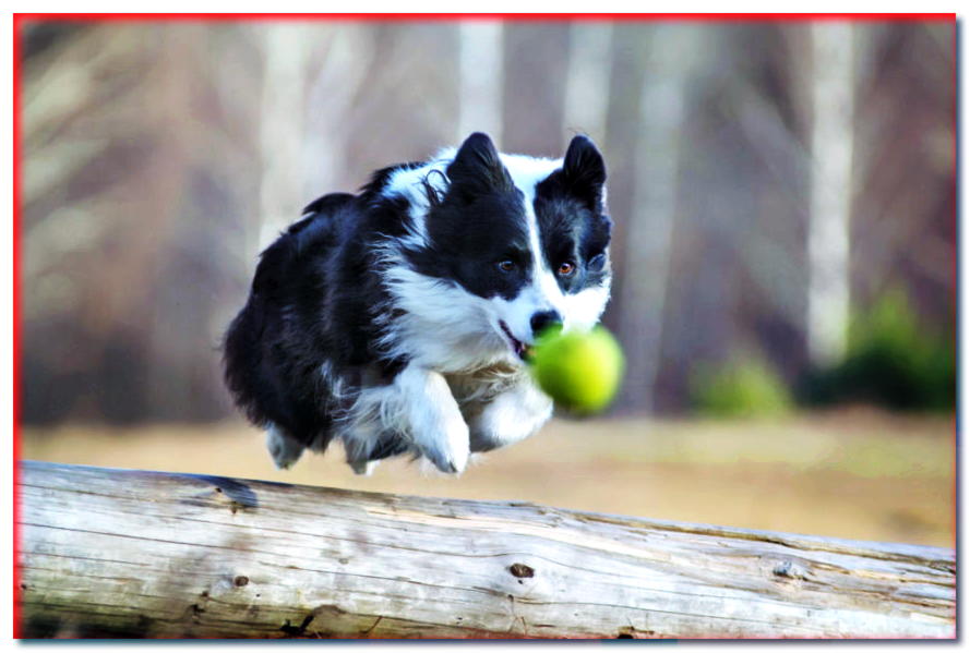 ¿Le estás lanzando la pelota a tu perro? ¡Descubra por qué se siente mal! - dogscap.com