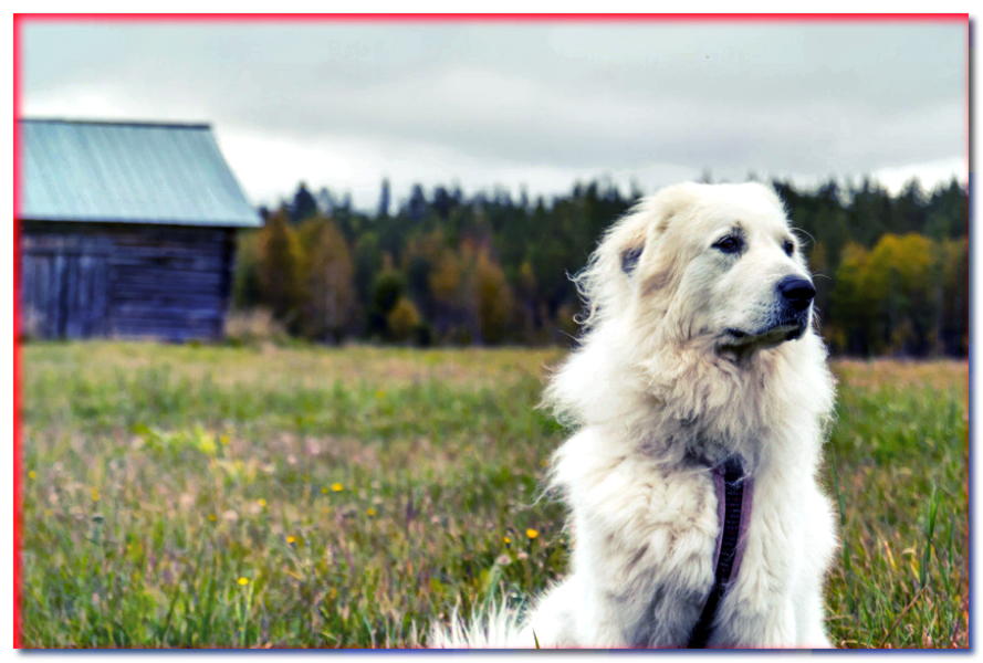 Perro de montaña de los Pirineos - razas de perros - dogscap.com