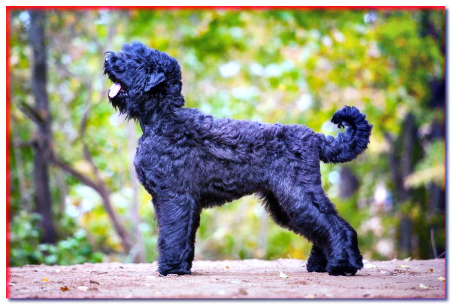 BLACK TERRIER (RUSO) - razas de perros - dogscap.com