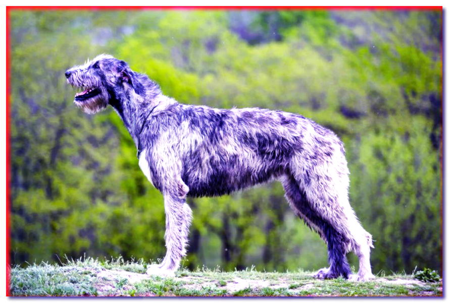 Perro lobo irlandés - razas de perros - dogscap.com