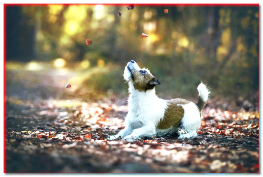 ¡5 hechos que no sabías sobre vivir con un Jack Russell Terrier!
