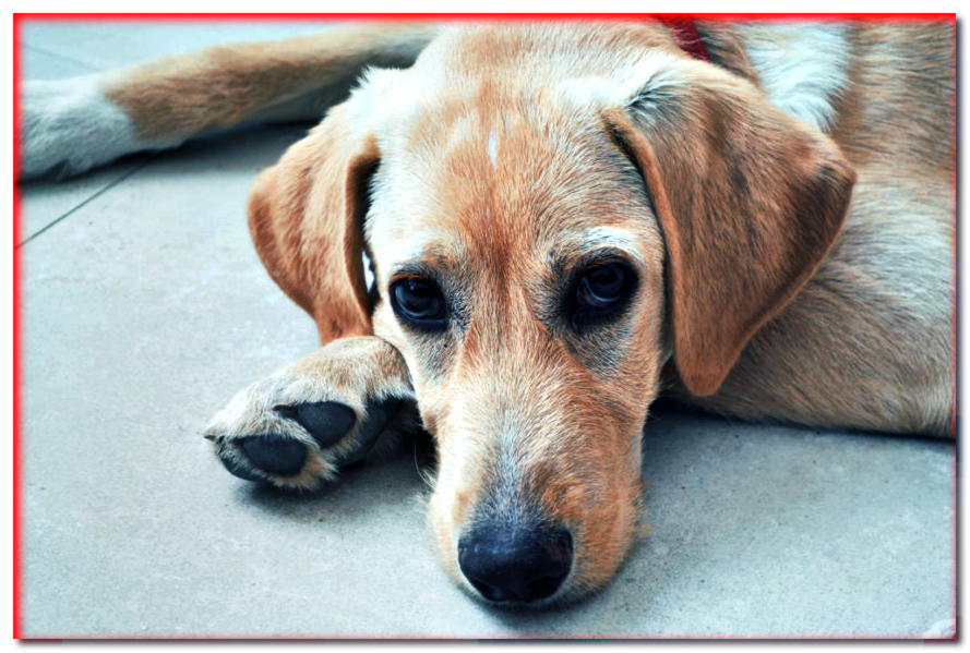 6 formas de curar perros ansiosos - dogscap.com