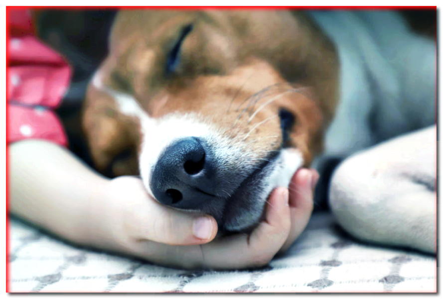 Insuficiencia renal en perros (uremia): síntomas y tratamiento