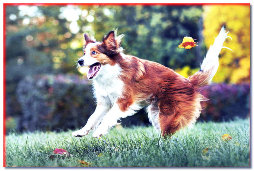¿Cómo calmar a un perro hiperactivo? ¡Tenemos 5 formas de hacerlo! - dogscap.com