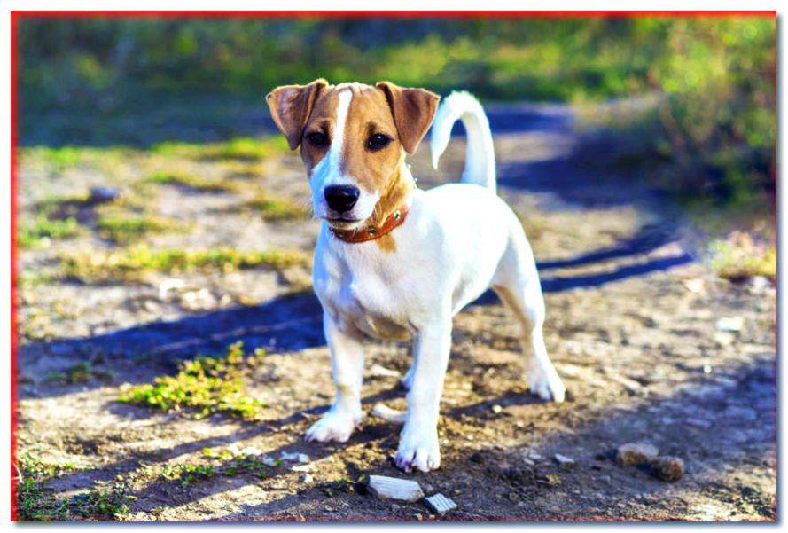 Entre la locura y la desesperación. ¿Cómo es realmente caminar con un Jack Russell Terrier?