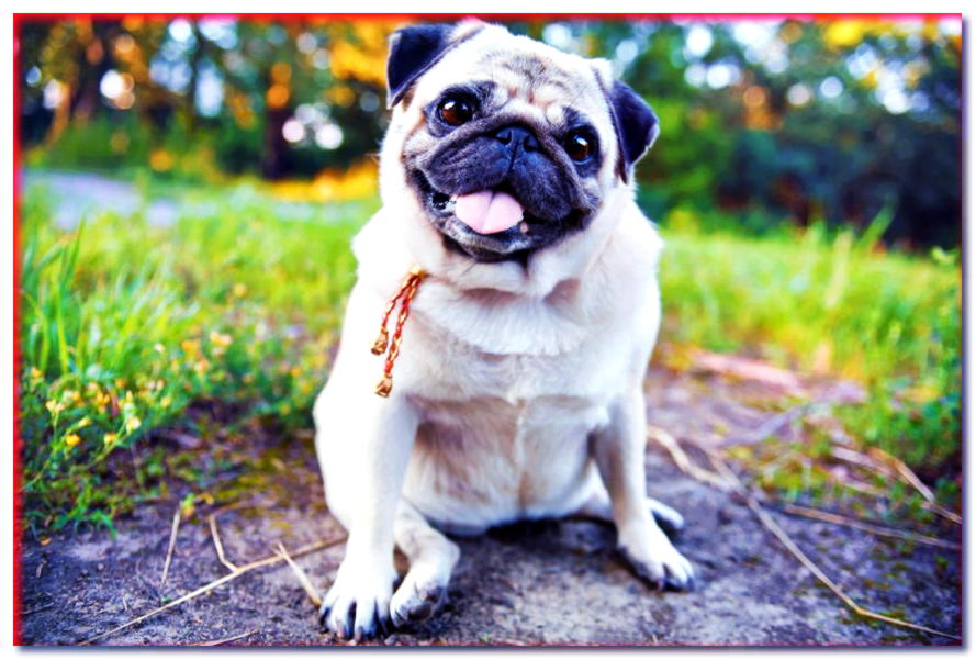 Pug (MOPSIK, PUG, KARLIN) - razas de perros - dogscap.com