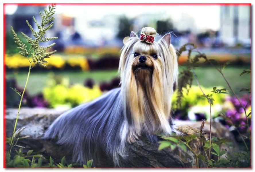 YORKSHIRE TERRIER - YORK DOG MINIATURA - razas de perros - dogscap.com