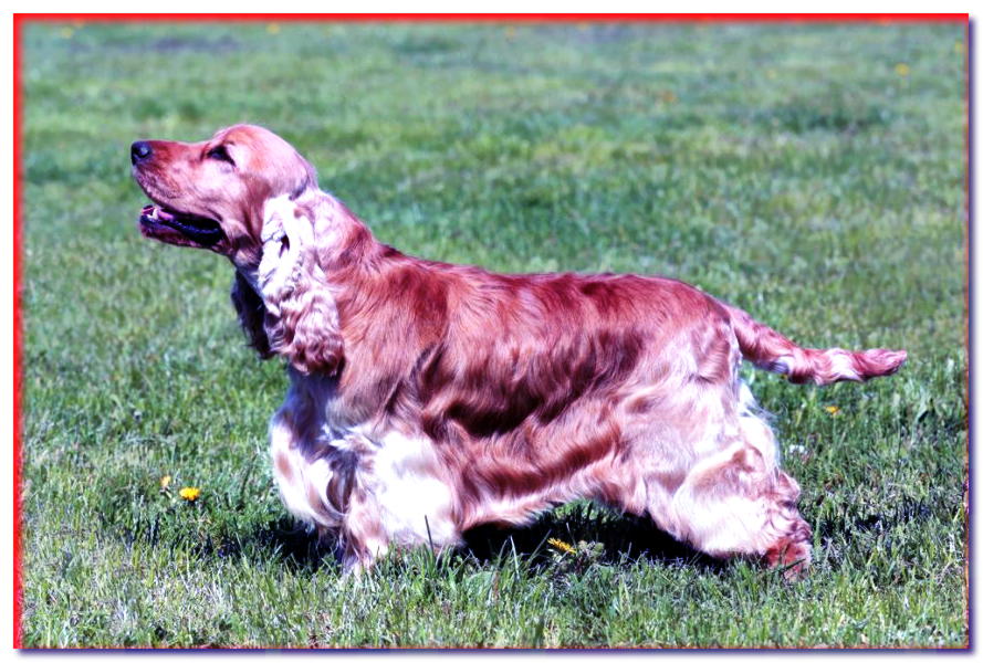 Cocker spaniel inglés - razas de perros - dogscap.com