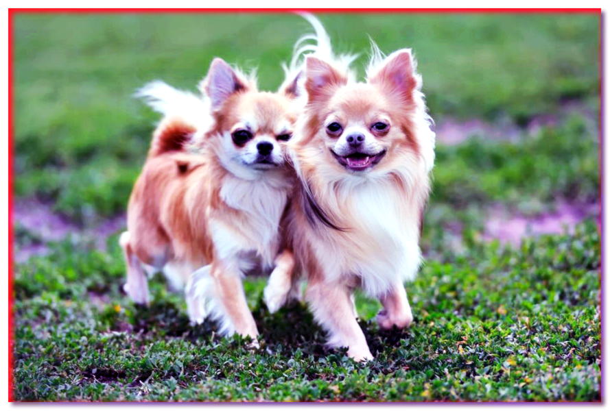 CHIHUAHUA - naturaleza, precio - razas de perros - dogscap.com