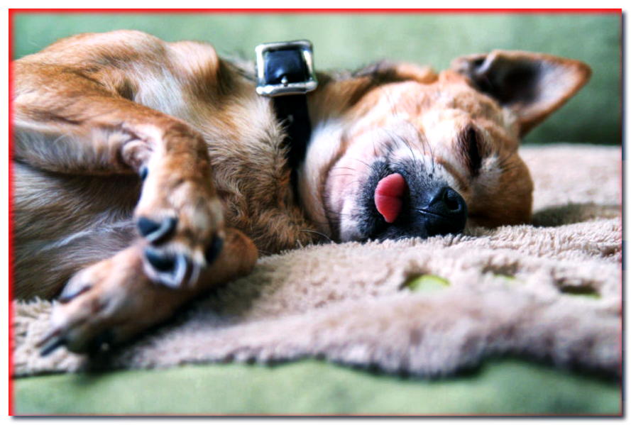 Perros durmiendo. ¿Por qué algunos perros quieren dormir y otros no?