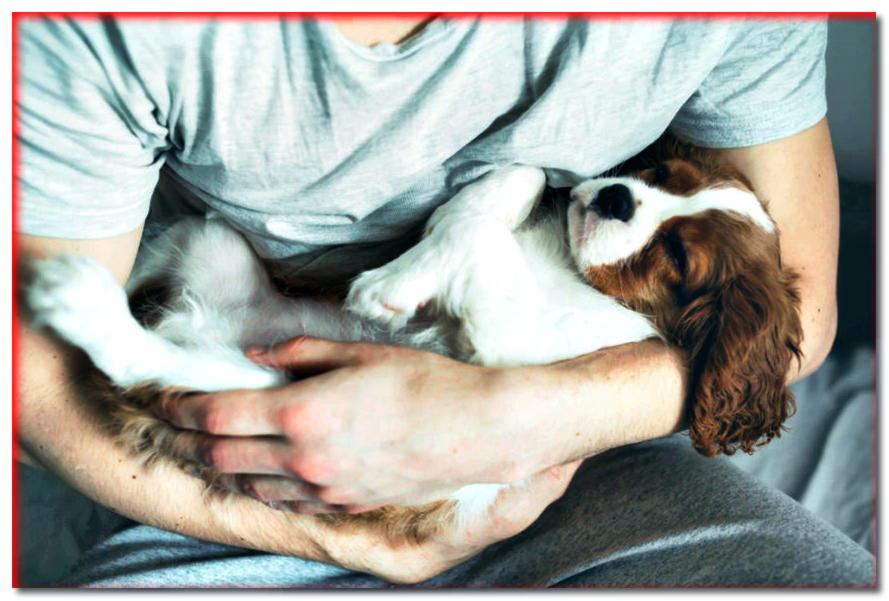 5 razas de perros que aman dormir