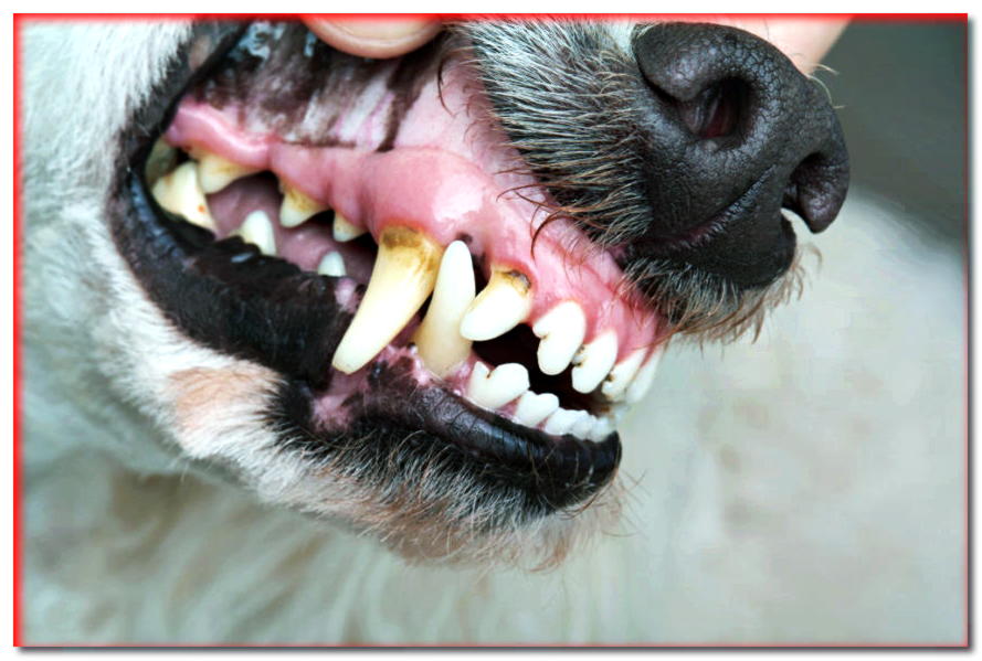 Una boca limpia no se trata solo de estética - blogs de perros - dogscap.com