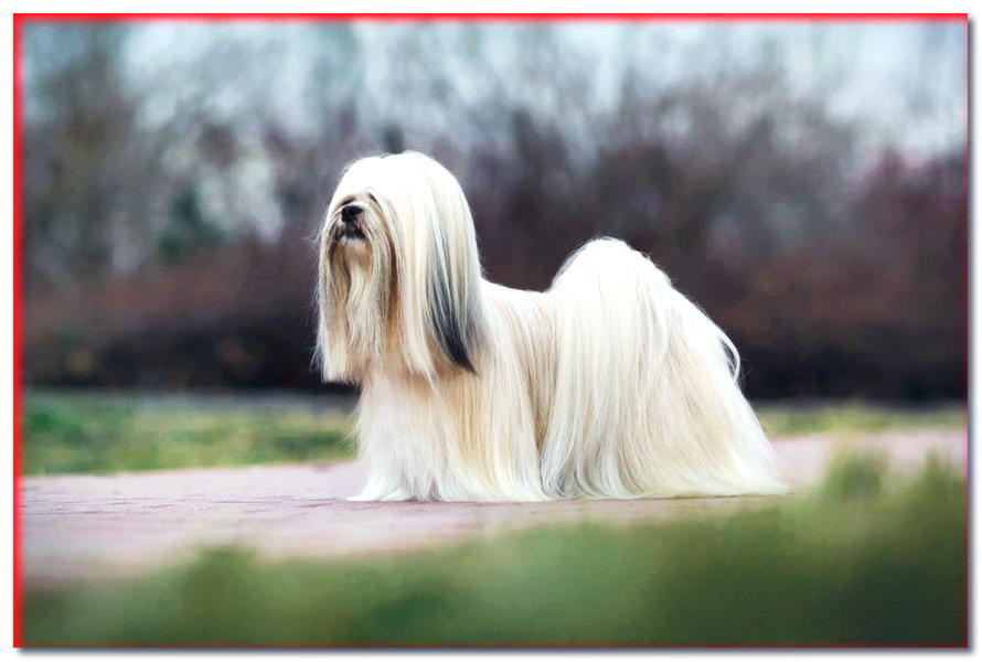 Lhasa apso - razas de perros - dogscap.com