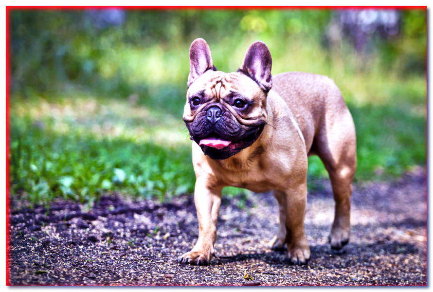 Bulldog francés (Bulldog) - precio, cachorros, carácter - dogscap.com