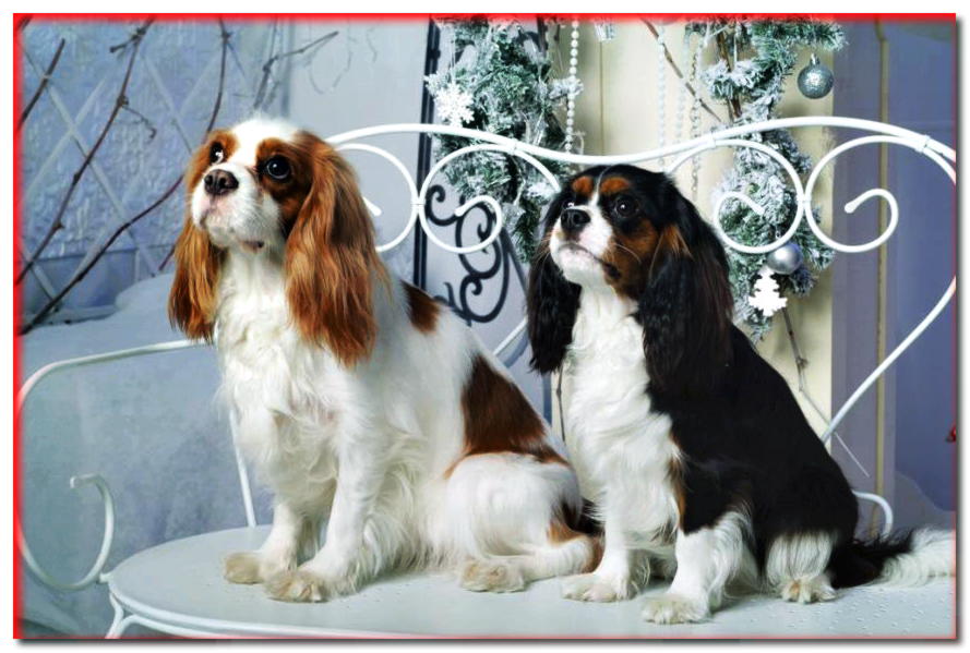 Cavalier King Charles Spaniel - razas de perros - dogscap.com