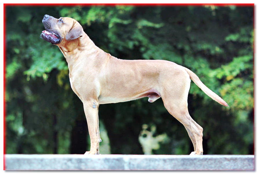 TOSA - TOSA INU - descripción, carácter - razas de perros - dogscap.com