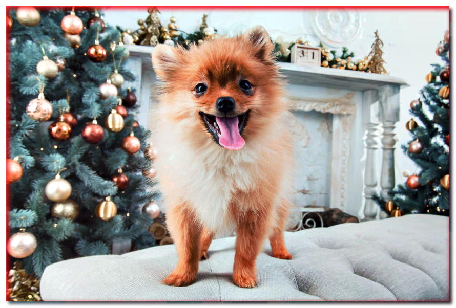 ¿Cómo preparar un árbol de Navidad para que no ponga en peligro a nuestro perro?
