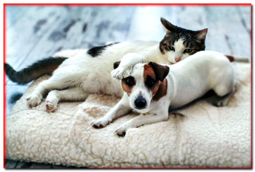 ¿Se llevará bien el Jack Russell Terrier con el gato? ¡Toda la verdad sobre la relación de JRT con otros animales!