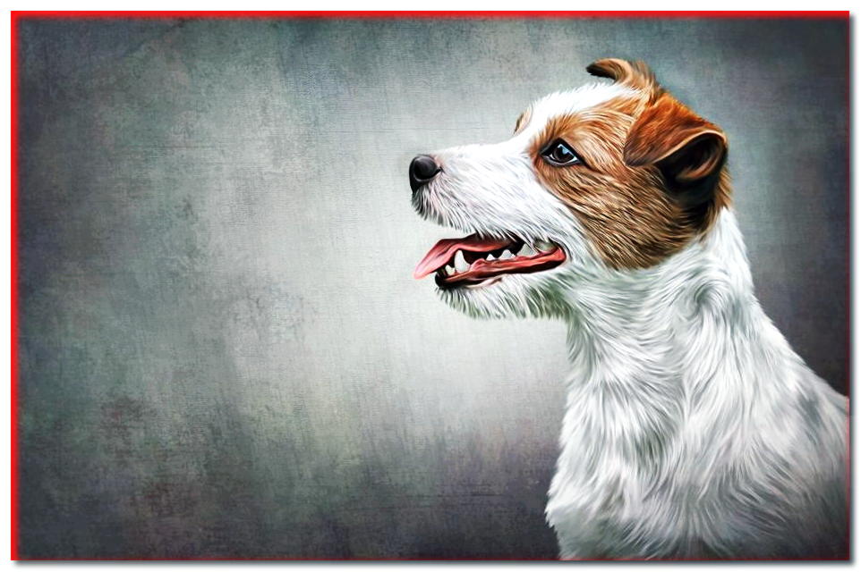 Antes de comprar Jack o Parson Russell Terrier - dogscap.com