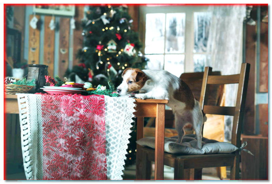 Mesa festiva para el perro. ¿Qué puede comer un perro en Nochebuena? - dogscap.com
