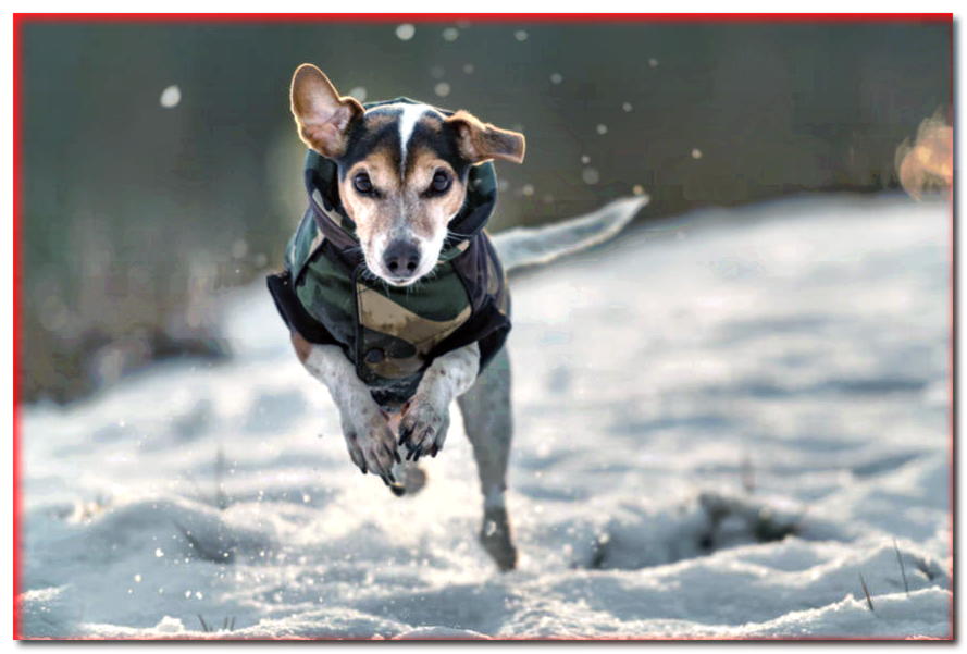 ¿Crees que tu perro no necesita un atuendo de invierno? ¡Podrías estar equivocado!