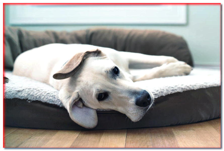 ¡No sabías esto sobre las guaridas de perros! El zoofisioterapeuta explica qué tipo de cama elegir.