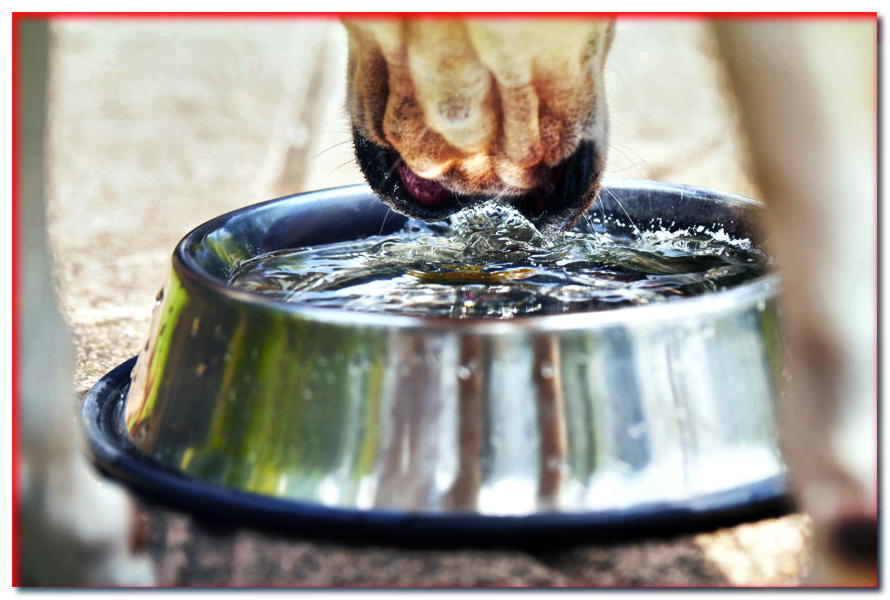 ¿Cuánta agua debe beber tu perro? - dogscap.com