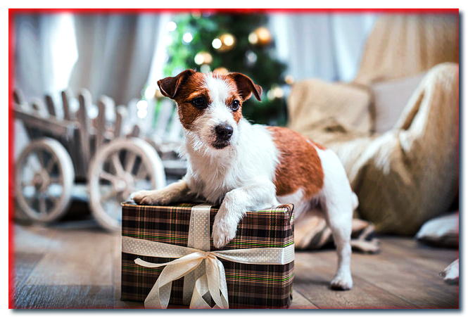Gofres de colores, delicias ... ¿Qué regalar a tu perro en Navidad?